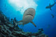 Gray reef sharks and divers Wall Mural