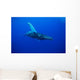 An underwater view of a humpback whale Wall Mural