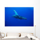 An underwater view of a humpback whale Wall Mural