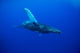 An underwater view of a humpback whale Wall Mural