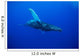 An underwater view of a humpback whale Wall Mural