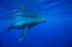 Humpback whale Wall Mural