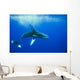 Humpback whale Wall Mural