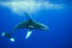 Humpback whale Wall Mural