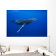 Humpback whale Wall Mural