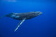 Humpback whale Wall Mural