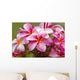 Pink plumerias covered in dew drops Wall Mural