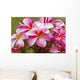 Pink plumerias covered in dew drops Wall Mural