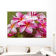 Pink plumerias covered in dew drops Wall Mural