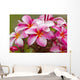 Pink plumerias covered in dew drops Wall Mural