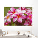 Pink plumerias covered in dew drops Wall Mural