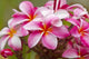 Pink plumerias covered in dew drops Wall Mural