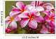 Pink plumerias covered in dew drops Wall Mural