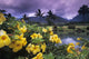 Hawaii, Maui, Yellow flowers at the Waikapu Valley Tropical Plantation Wall Mural