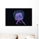 Hawaii, Pink Jellyfish, black background Wall Mural