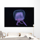 Hawaii, Pink Jellyfish, black background Wall Mural