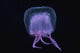Hawaii, Pink Jellyfish, black background Wall Mural