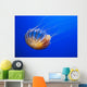 The compass jellyfish, Chrysaora hysoscella, Shot from an aquarium Wall Mural