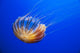 The compass jellyfish, Chrysaora hysoscella, Shot from an aquarium Wall Mural