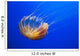 The compass jellyfish, Chrysaora hysoscella, Shot from an aquarium Wall Mural
