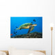 Hawaii, Green Sea Turtle swimming in the Pacific Ocean Wall Mural