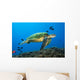 Hawaii, Green Sea Turtle swimming in the Pacific Ocean Wall Mural