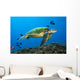 Hawaii, Green Sea Turtle swimming in the Pacific Ocean Wall Mural