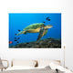 Hawaii, Green Sea Turtle swimming in the Pacific Ocean Wall Mural