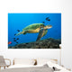 Hawaii, Green Sea Turtle swimming in the Pacific Ocean Wall Mural