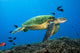 Hawaii, Green Sea Turtle swimming in the Pacific Ocean Wall Mural