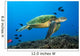 Hawaii, Green Sea Turtle swimming in the Pacific Ocean Wall Mural