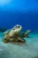 Hawaii, West Maui, Pair of Green Sea Turtles on the ocean floor Wall Mural