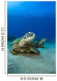 Hawaii, West Maui, Pair of Green Sea Turtles on the ocean floor Wall Mural