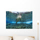 Hawaiian monk seal over reef, nr surface w/ refelctions Wall Mural