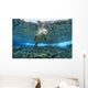 Hawaiian monk seal over reef, nr surface w/ refelctions Wall Mural