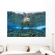 Hawaiian monk seal over reef, nr surface w/ refelctions Wall Mural