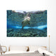 Hawaiian monk seal over reef, nr surface w/ refelctions Wall Mural