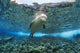 Hawaiian monk seal over reef, nr surface w/ refelctions Wall Mural