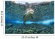 Hawaiian monk seal over reef, nr surface w/ refelctions Wall Mural