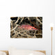 Longnose Hawkfish deep inside a tree of black coral Wall Mural