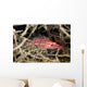 Longnose Hawkfish deep inside a tree of black coral Wall Mural