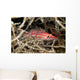 Longnose Hawkfish deep inside a tree of black coral Wall Mural