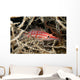 Longnose Hawkfish deep inside a tree of black coral Wall Mural