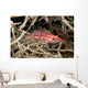 Longnose Hawkfish deep inside a tree of black coral Wall Mural