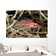 Longnose Hawkfish deep inside a tree of black coral Wall Mural