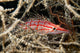 Longnose Hawkfish deep inside a tree of black coral Wall Mural