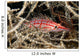 Longnose Hawkfish deep inside a tree of black coral Wall Mural