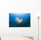 Hawaii, Maui, Spotted Porcupinefish swims along the ocean floor Wall Mural