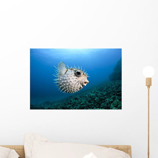 Hawaii, Maui, Spotted Porcupinefish swims along the ocean floor Wall Mural