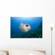 Hawaii, Maui, Spotted Porcupinefish swims along the ocean floor Wall Mural